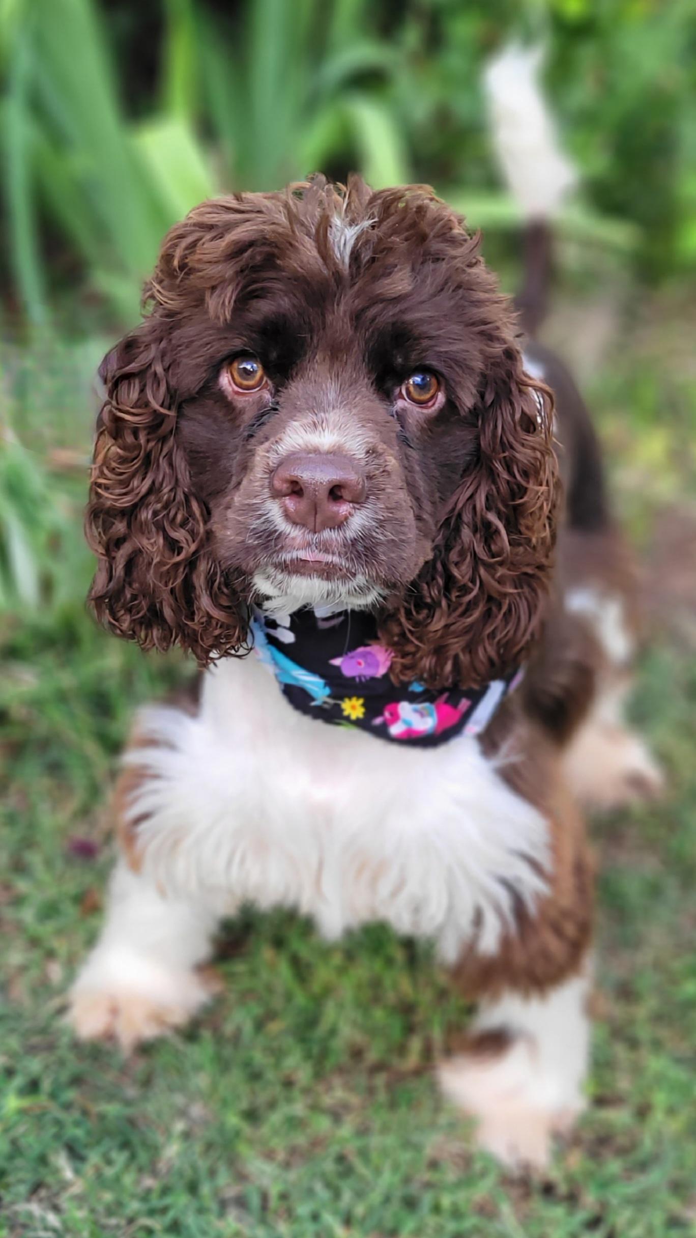 Enlarge Sport, a Adoptable Cocker Spaniel in Vernon, TX image 2/3
