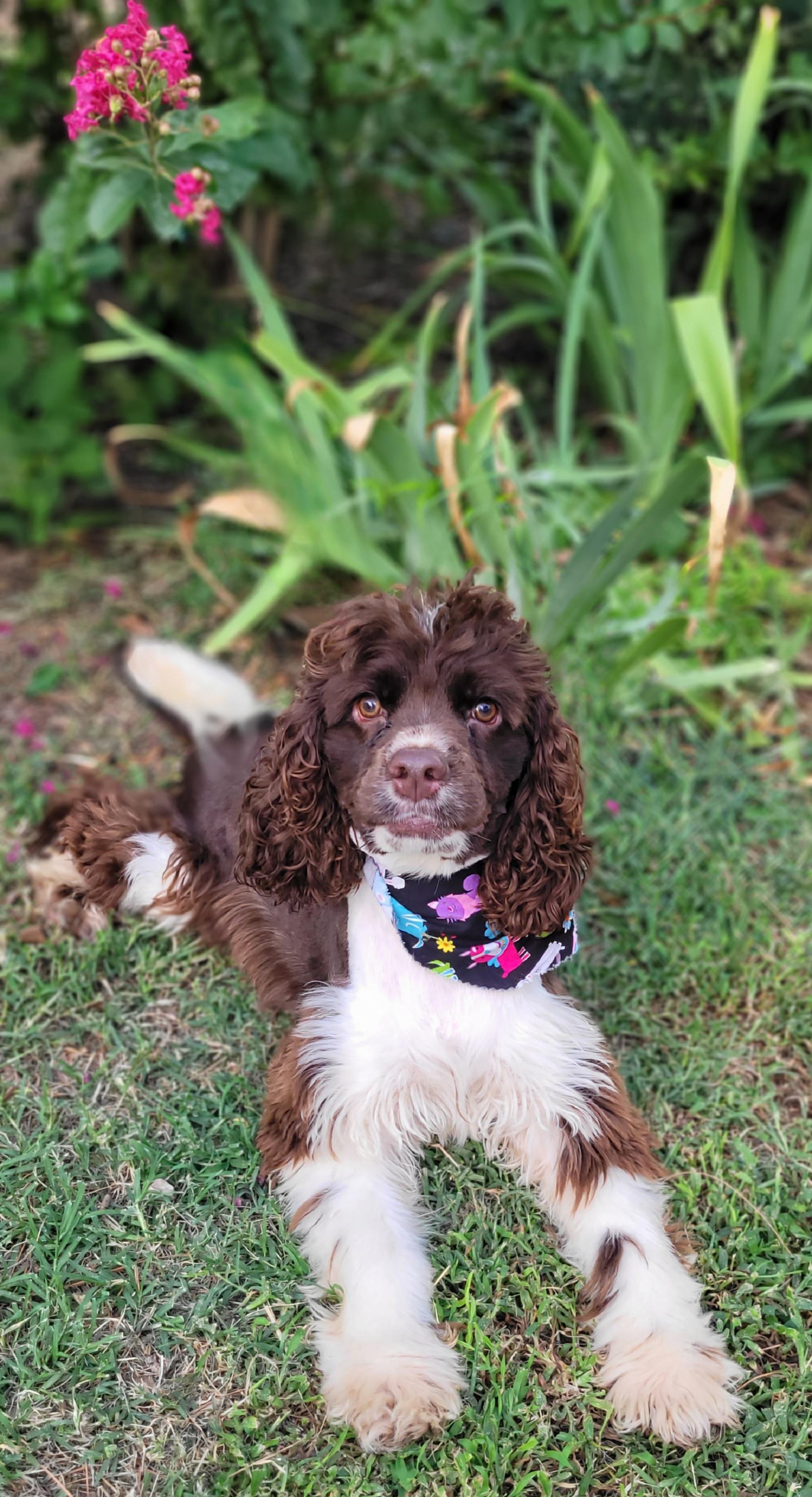 Enlarge Sport, a Adoptable Cocker Spaniel in Vernon, TX image 3/3