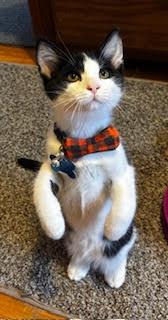 Enlarge Kubota, a Adoptable Domestic Short Hair in Minneapolis, MN image 1/2