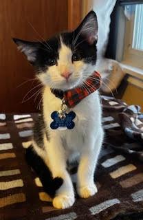 Enlarge Kubota, a Adoptable Domestic Short Hair in Minneapolis, MN image 2/2