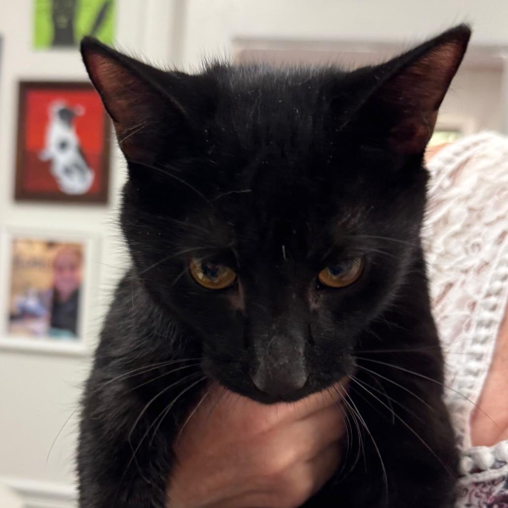 Enlarge Morning Star, a Adoptable Domestic Short Hair in Peoria, IL image 1/1