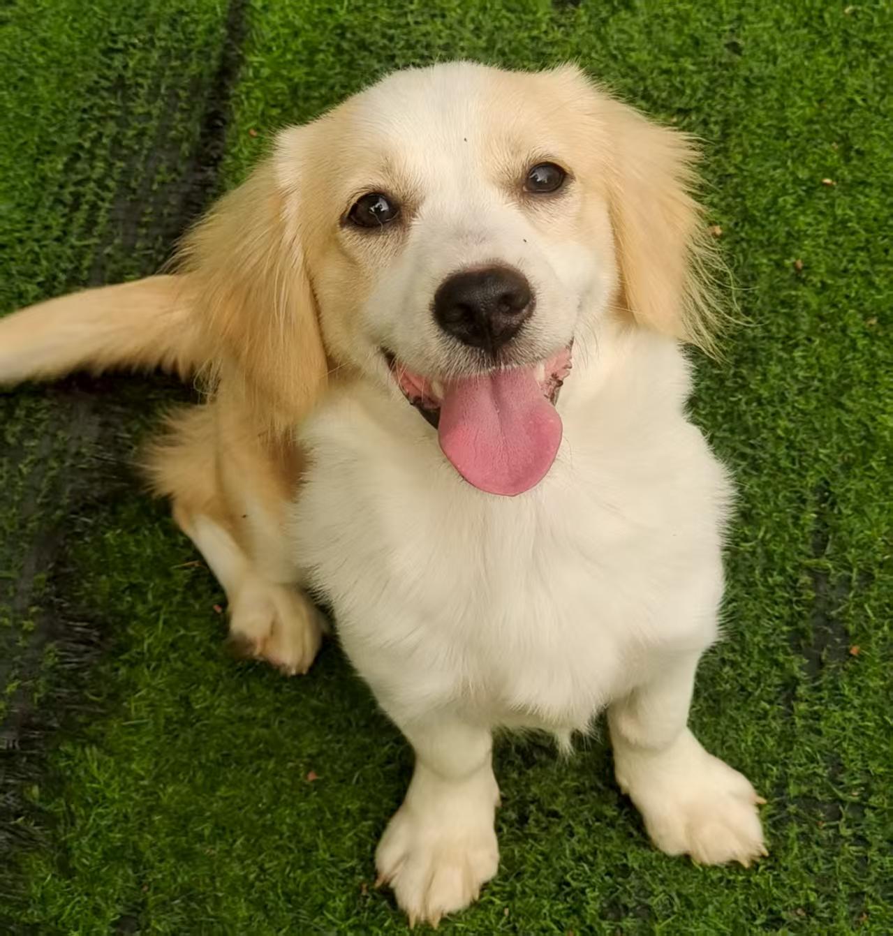 Nova, adopted, Puppy Female Corgi & Golden Retriever.
