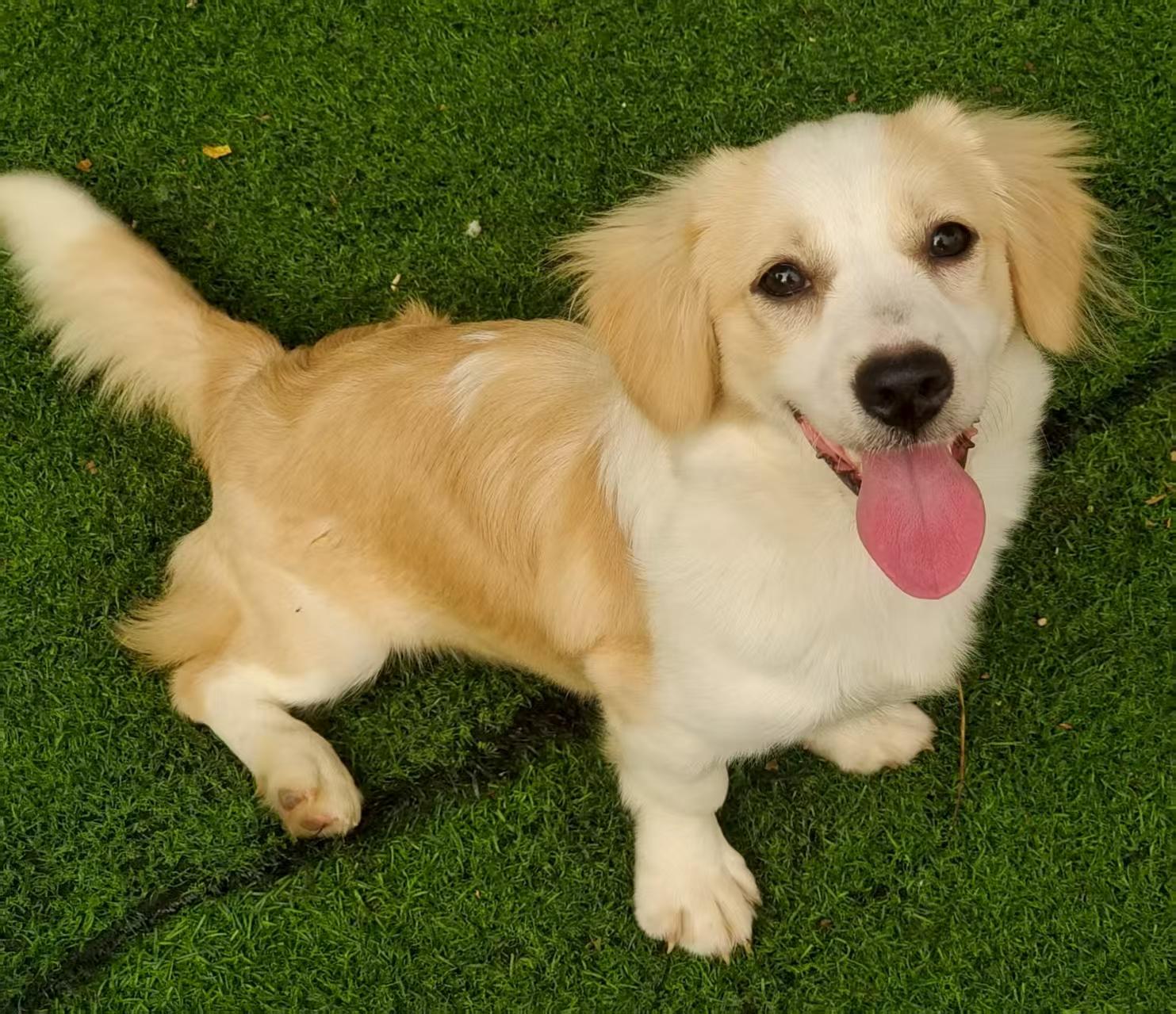 Enlarge Nova, an adopted mixed breed in Vancouver, BC image 3/4