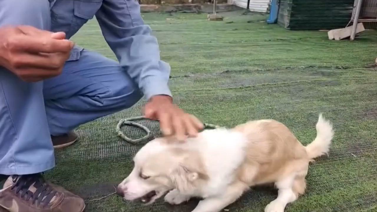 Enlarge Nova, an adopted mixed breed in Vancouver, BC video 4/4