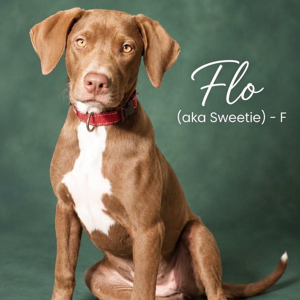 FLO, Adoptable, Puppy Female Redbone Coonhound.