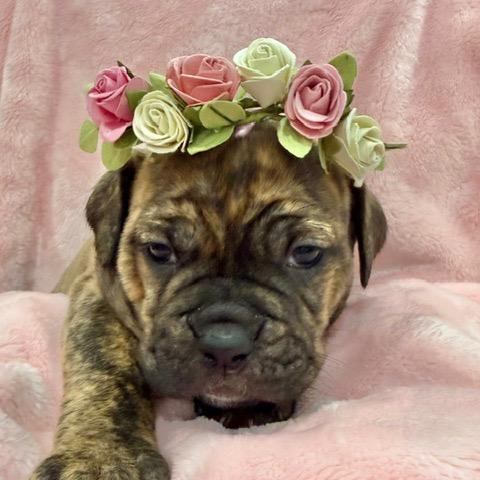Enlarge Madison, a Adoptable mixed breed in Sacramento, CA image 1/6