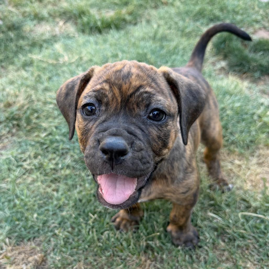 Enlarge Madison, a Adoptable mixed breed in Sacramento, CA image 2/6