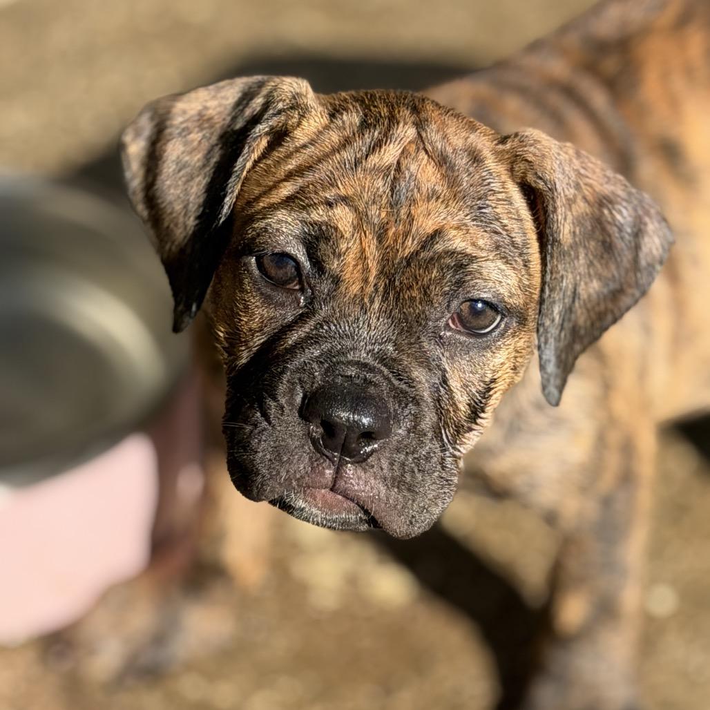 Enlarge Madison, a Adoptable mixed breed in Sacramento, CA image 3/6