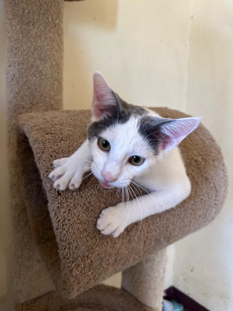 Ellis, Adoptable, Kitten Male Domestic Short Hair.