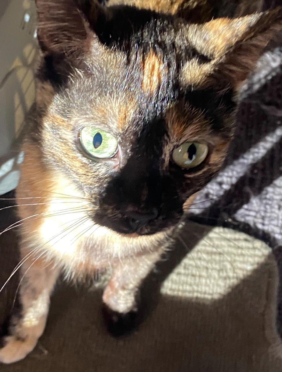 Luna - Sweet Dilute Tortoiseshell, Adoptable, Young Female Tortoiseshell.