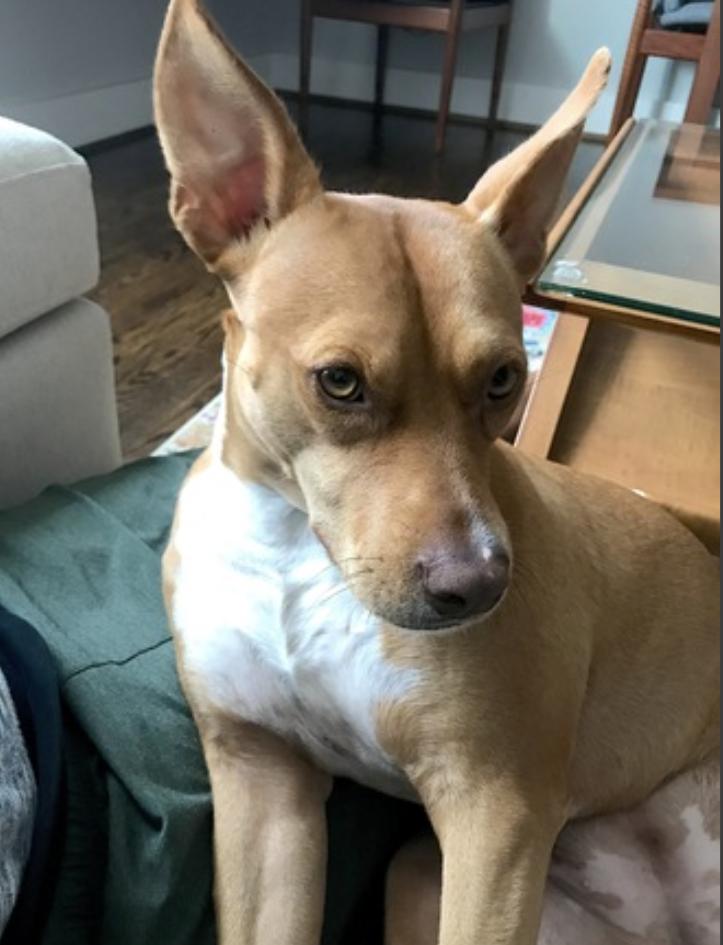 Jasmine — thumbnail 4