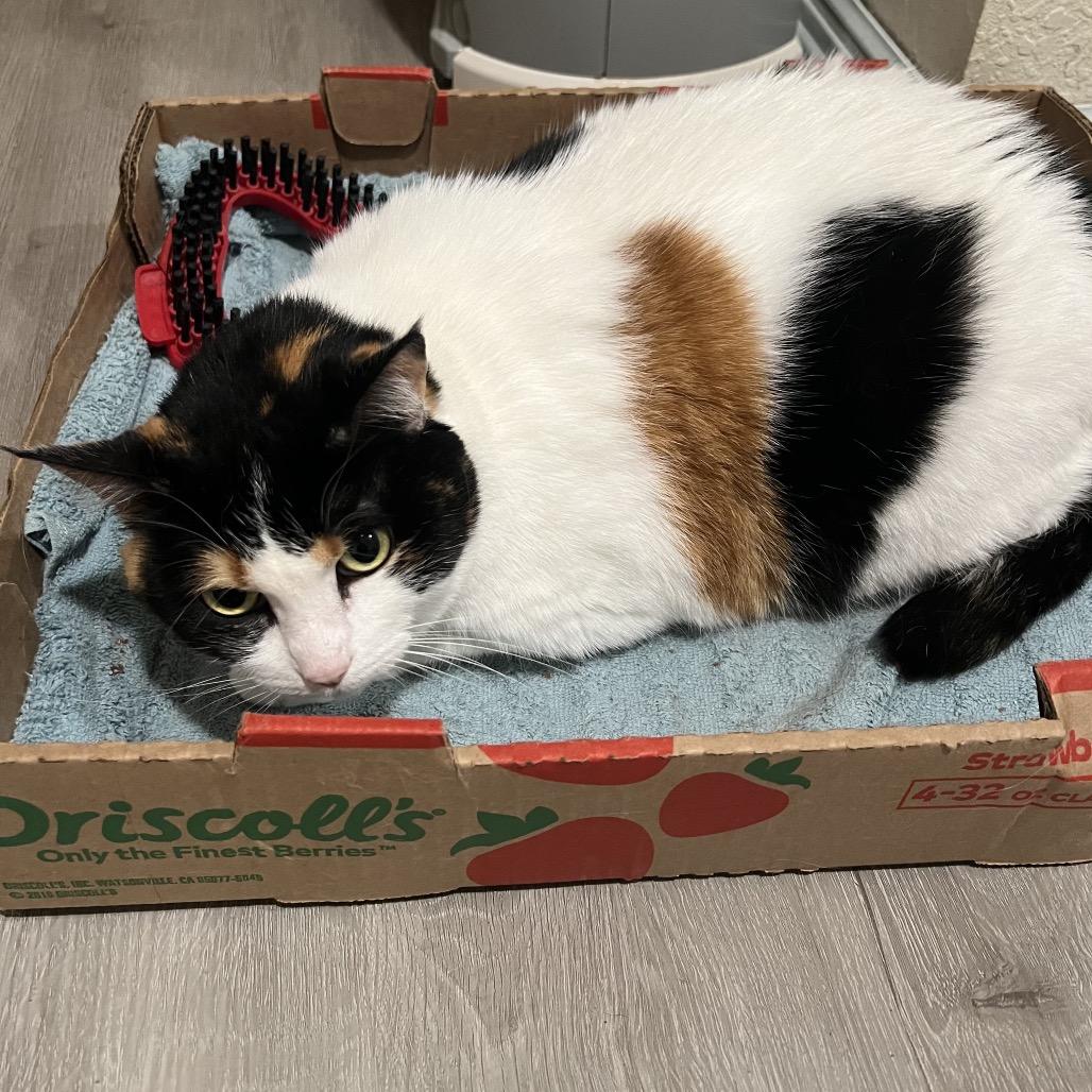 Princess, Adoptable, Adult Female Domestic Short Hair.