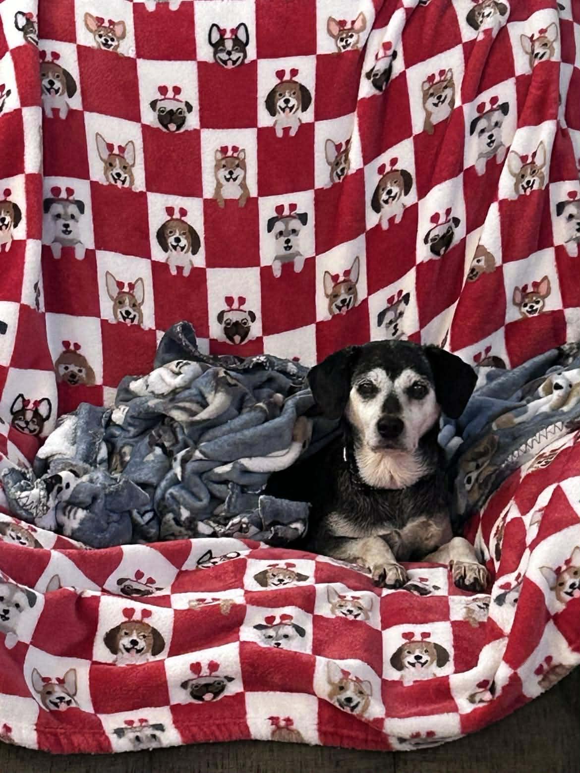 Trixie, Adoptable, Adult Female Terrier.