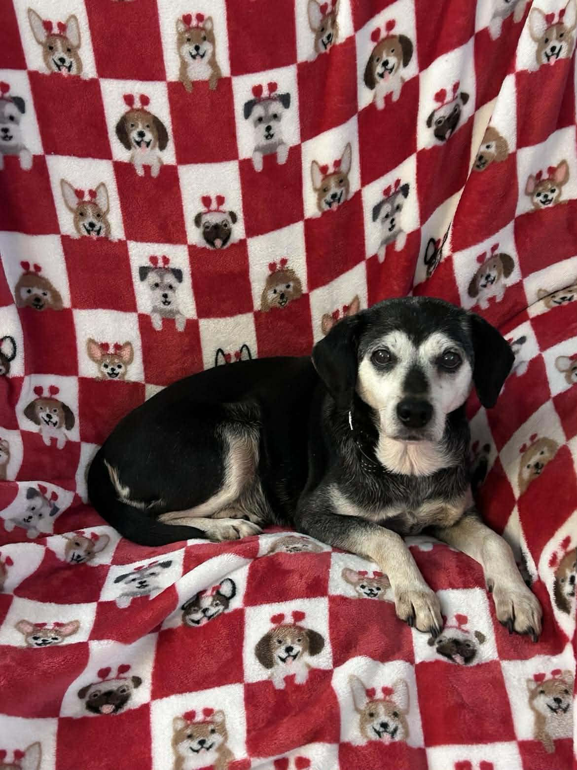 Enlarge Trixie, a Adoptable Terrier in Ceres, VA image 2/2