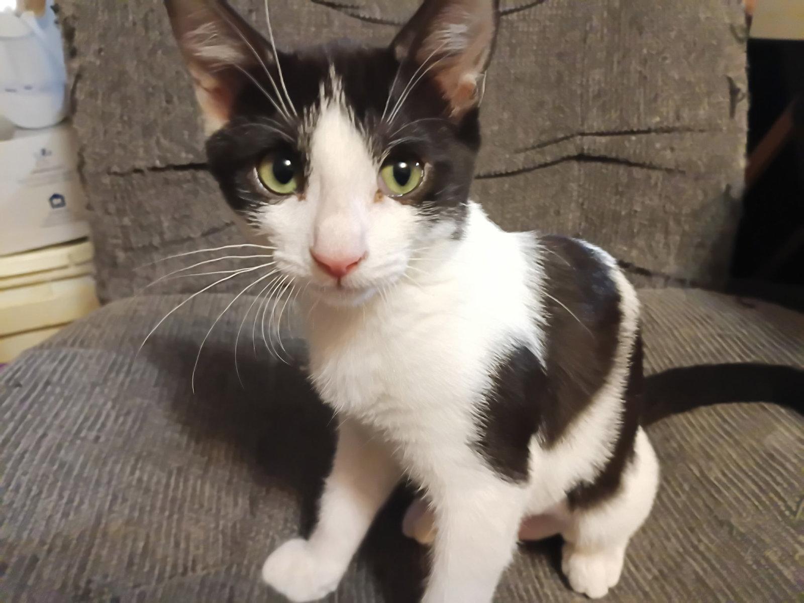 CAITLAN, Adoptable, Kitten Female Domestic Medium Hair.