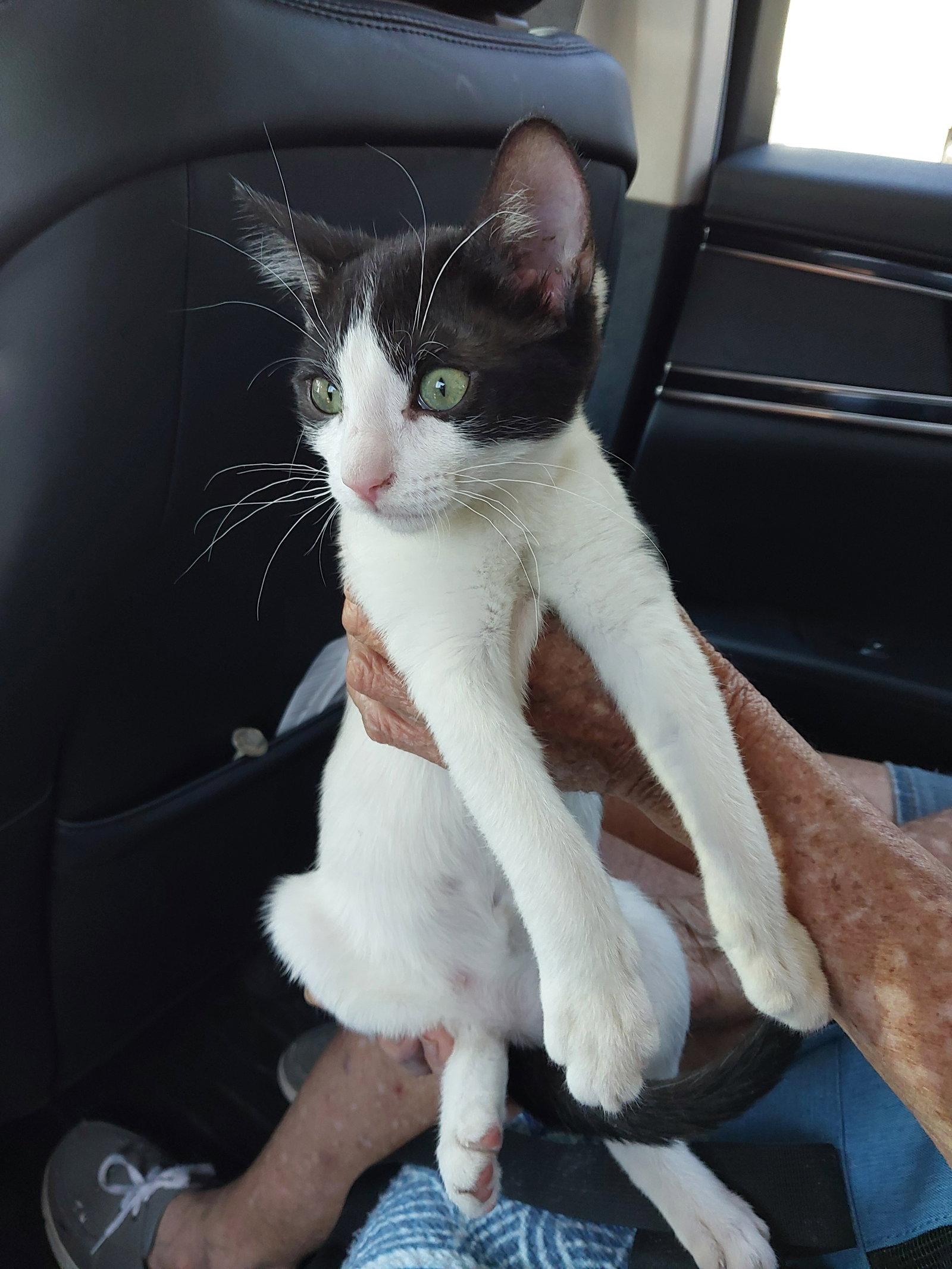 CAITLAN, Adoptable, Kitten Female Domestic Medium Hair.