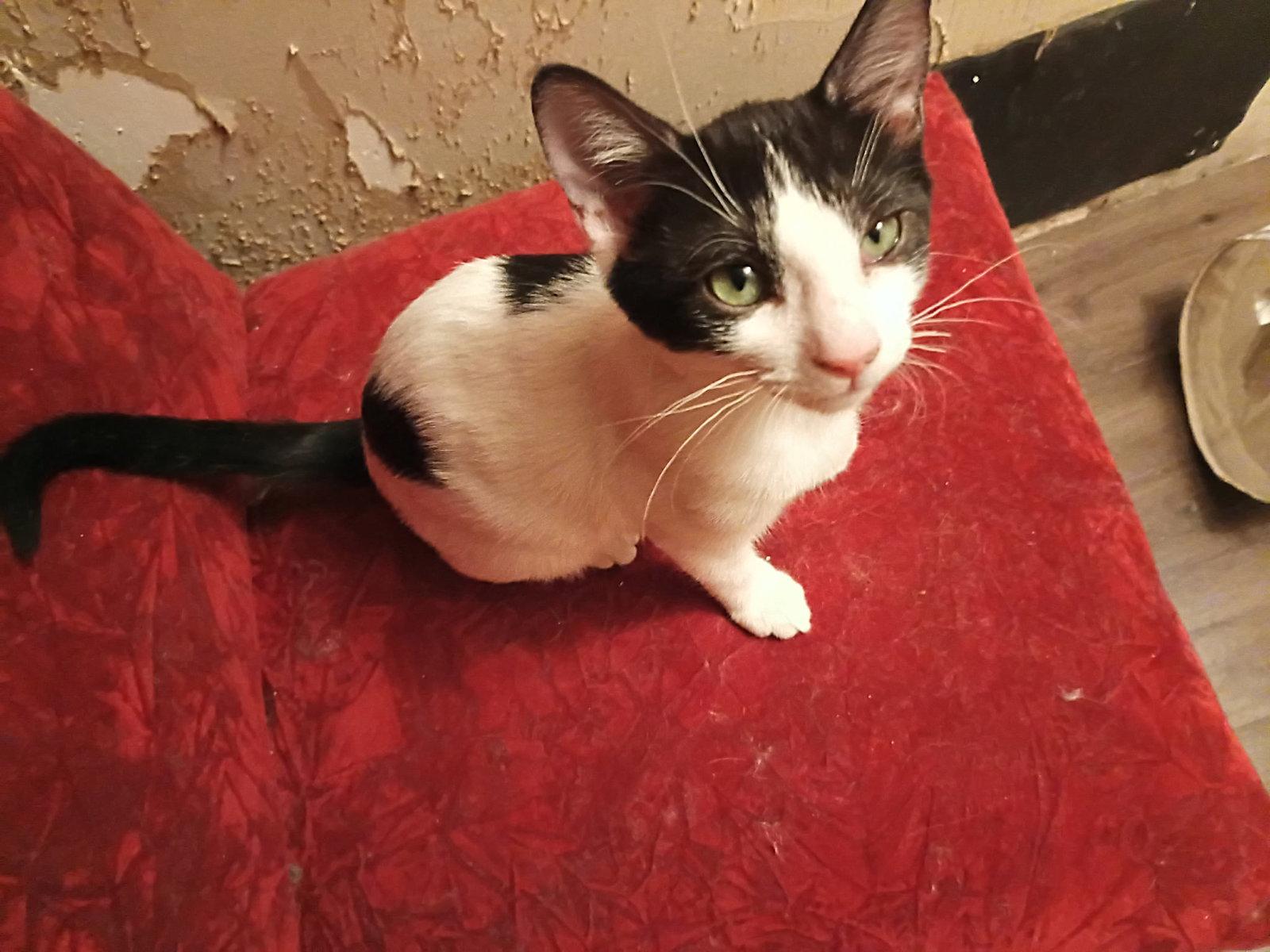 Enlarge CAITLAN, a Adoptable Domestic Medium Hair in San Antonio, TX image 2/2