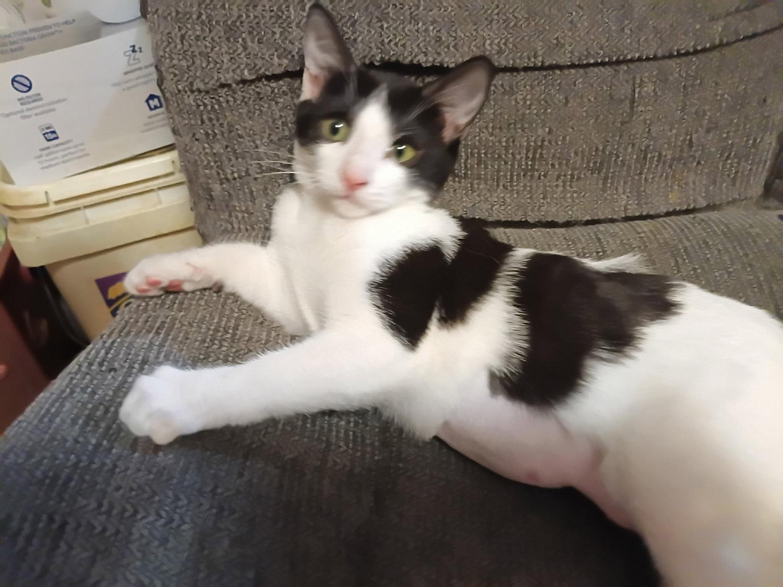 Enlarge CAITLAN, a Adoptable Domestic Medium Hair in San Antonio, TX image 3/3