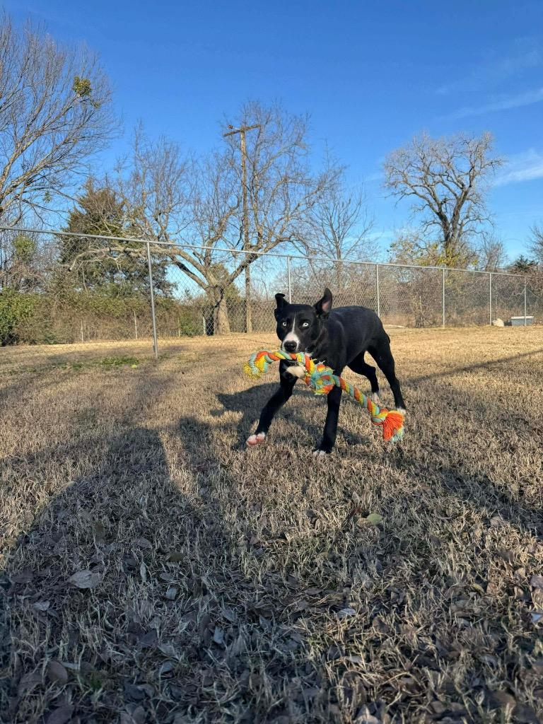 Sapphire, Adoptable, Young Female Shepherd.
