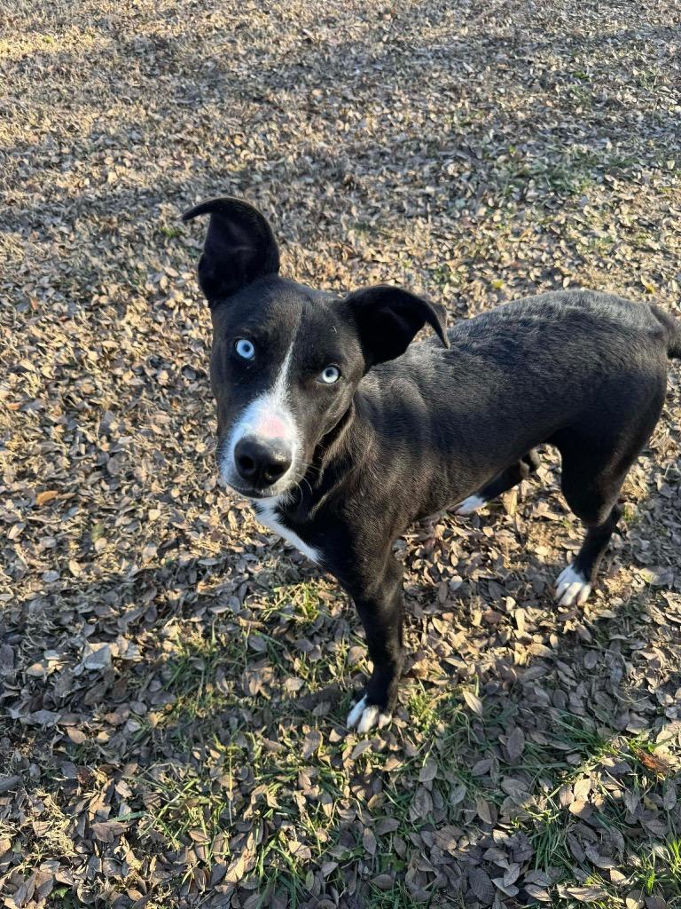 Enlarge Sapphire, a Adoptable Shepherd in Ada, OK image 1/4