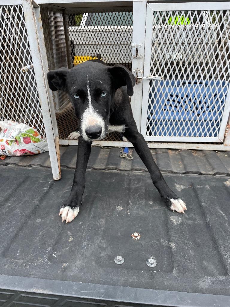 Enlarge Sapphire, a Adoptable Shepherd in Ada, OK image 2/4