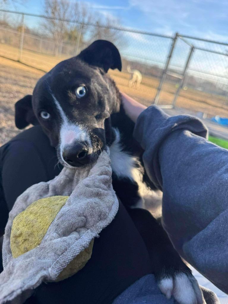 Enlarge Sapphire, a Adoptable Shepherd in Ada, OK image 3/4