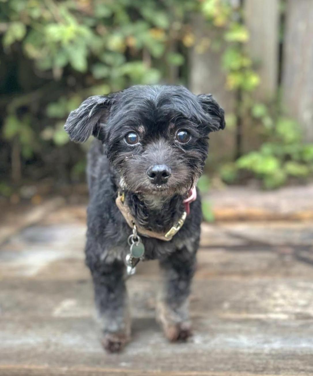 Stevie, Senior Female unknown