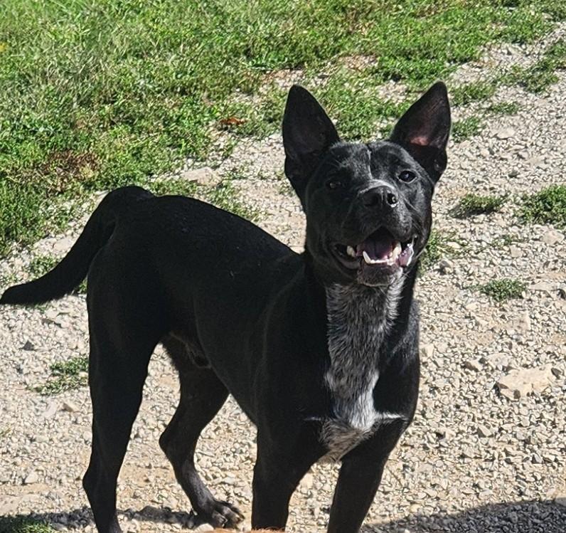 Lance, Adoptable, Adult Male Cattle Dog.