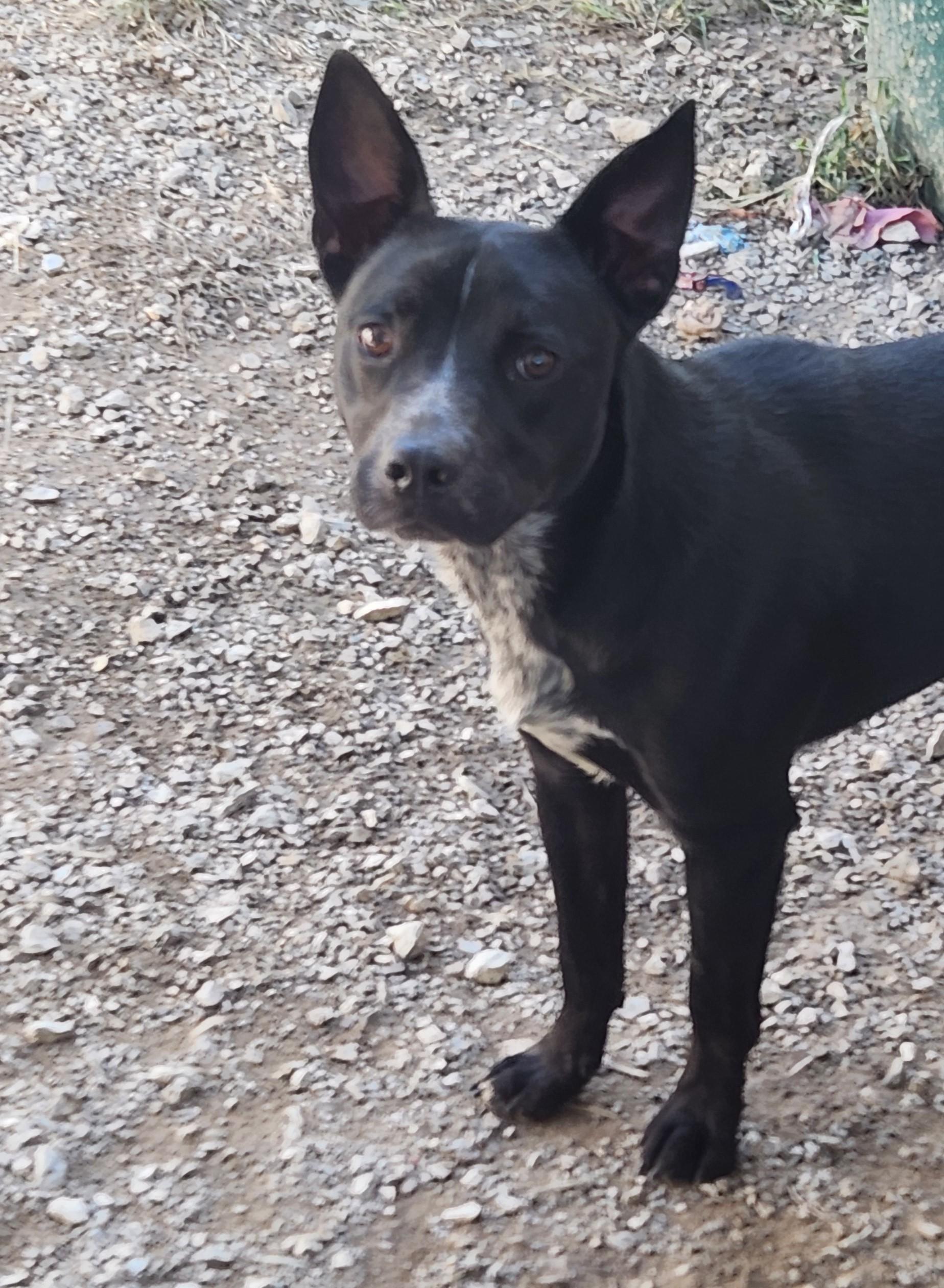 Lance, Adoptable, Adult Male Cattle Dog.