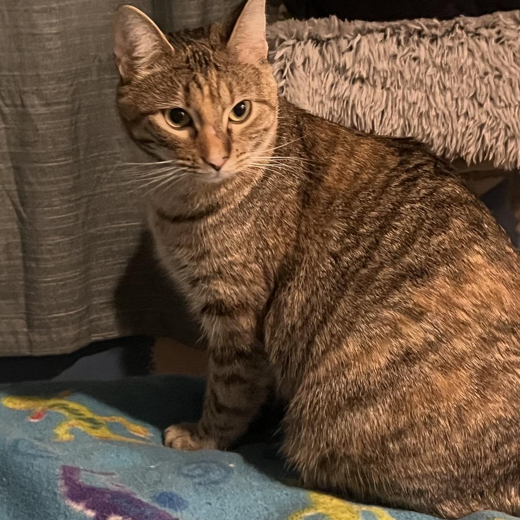 Enlarge Veda, a Adoptable Domestic Short Hair in Sioux Falls, SD image 1/1