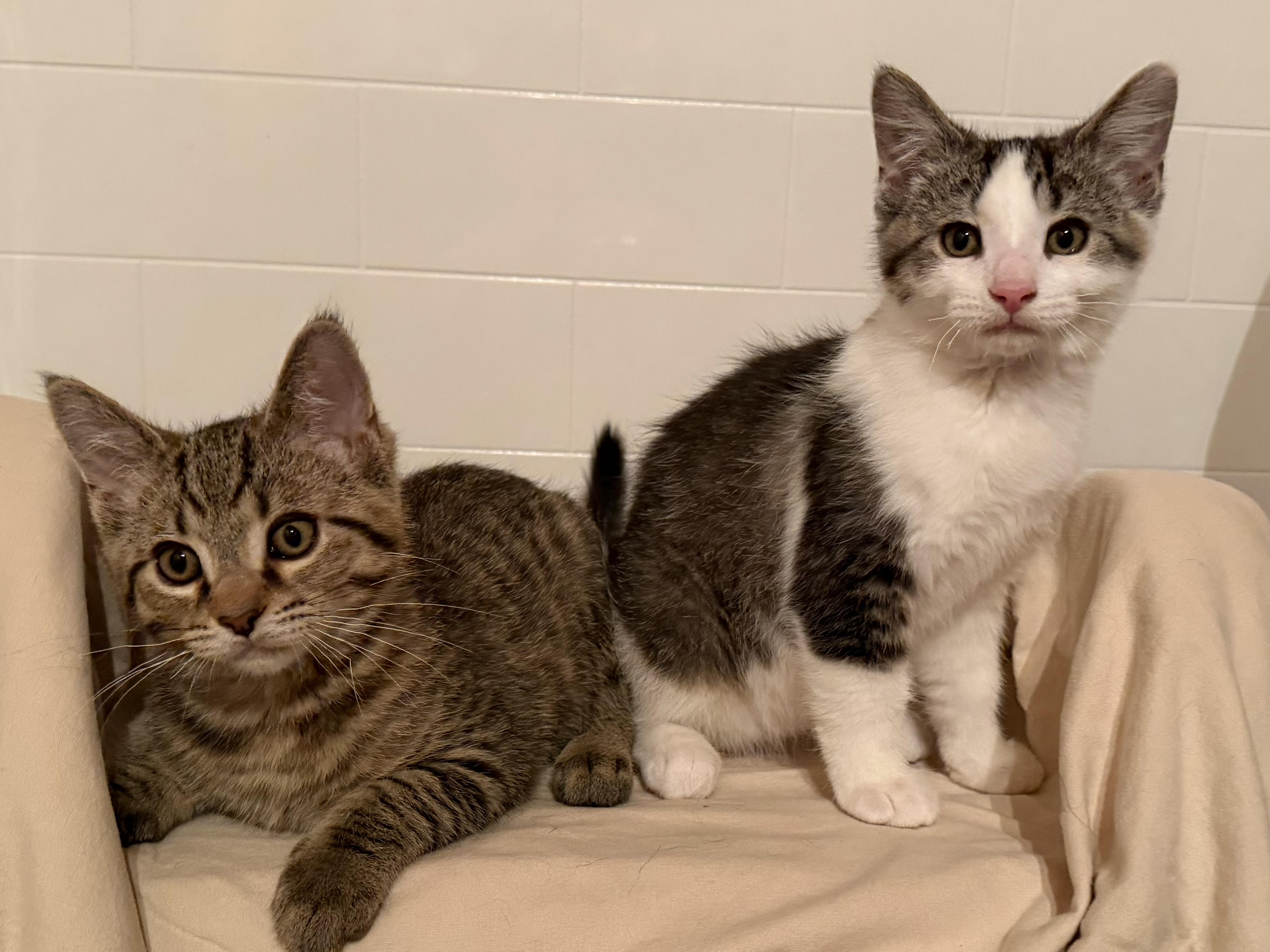 Bear & Sushi, a Adoptable Domestic Short Hair in Novi, MI image 3/5
