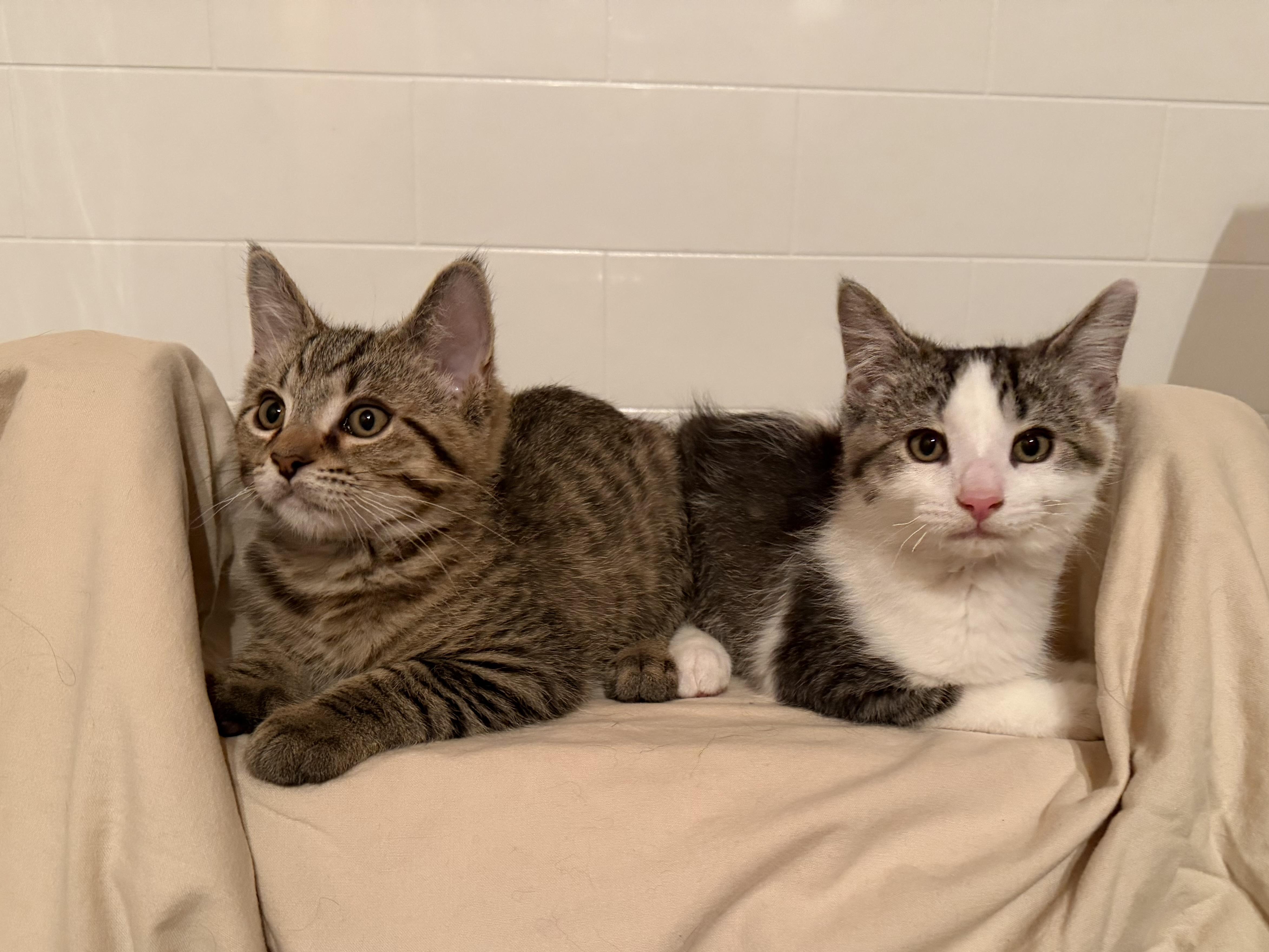 Bear & Sushi, Adoptable, Kitten Male Domestic Short Hair.
