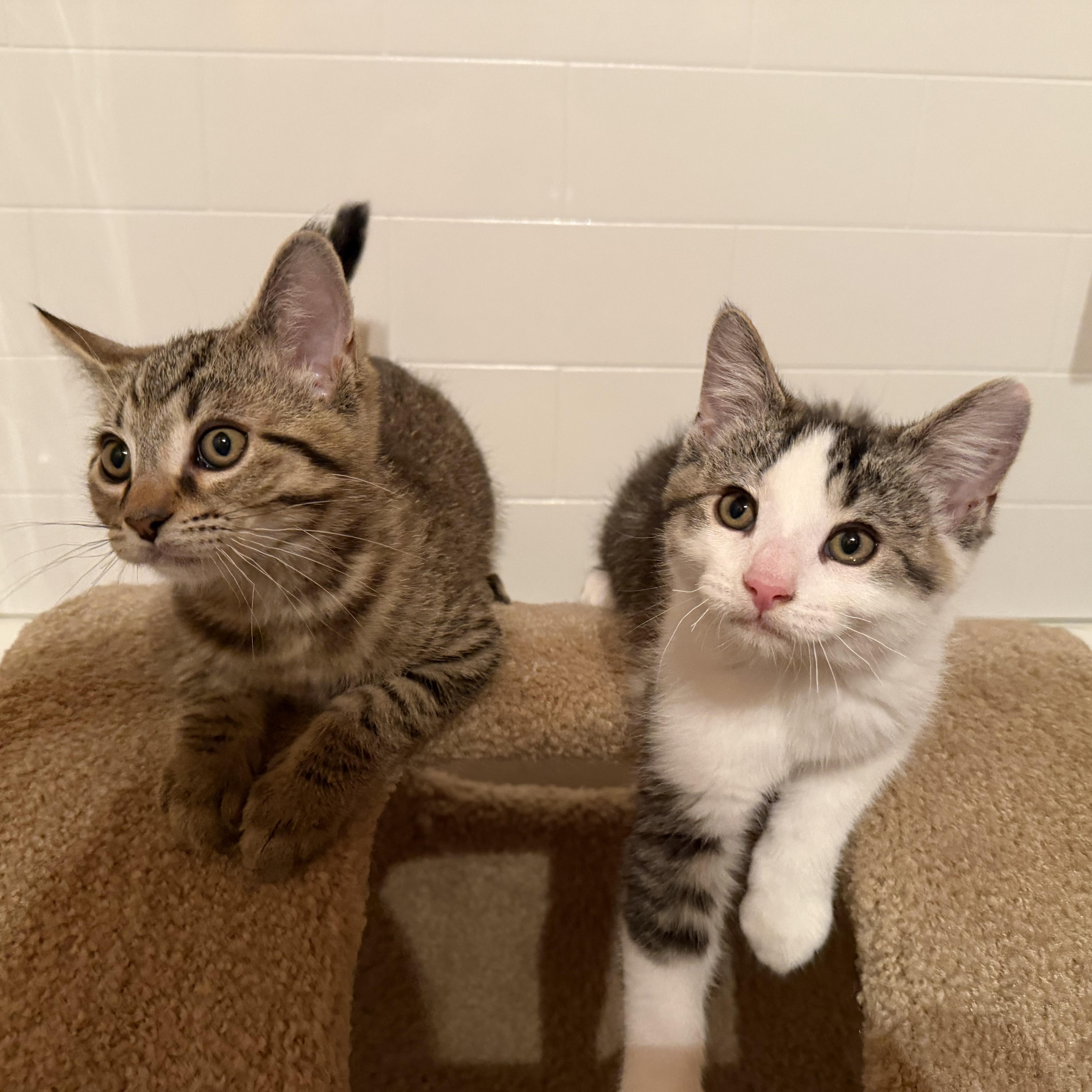 Bear & Sushi, a Adoptable Domestic Short Hair in Novi, MI image 4/5