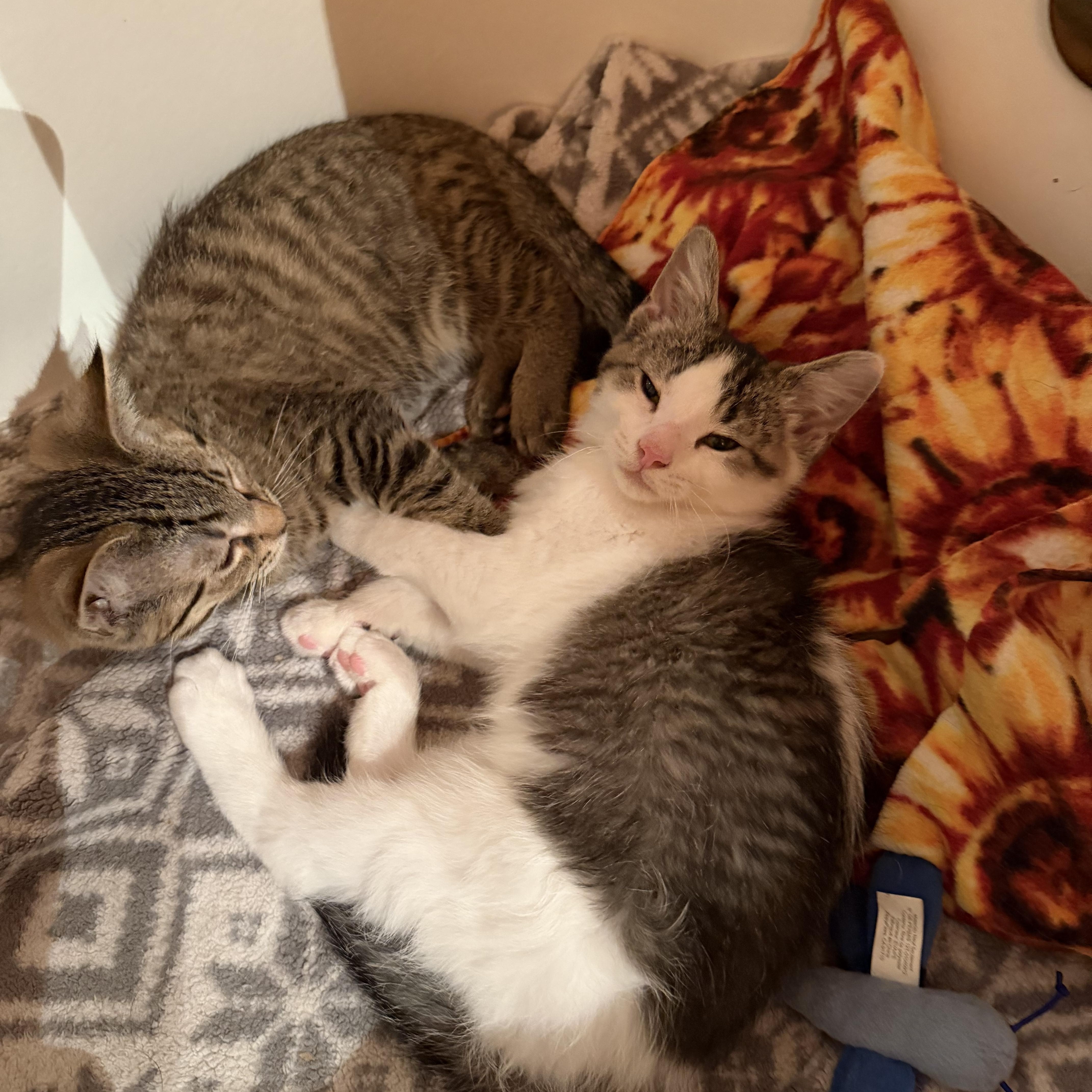 Bear & Sushi, a Adoptable Domestic Short Hair in Novi, MI image 5/5