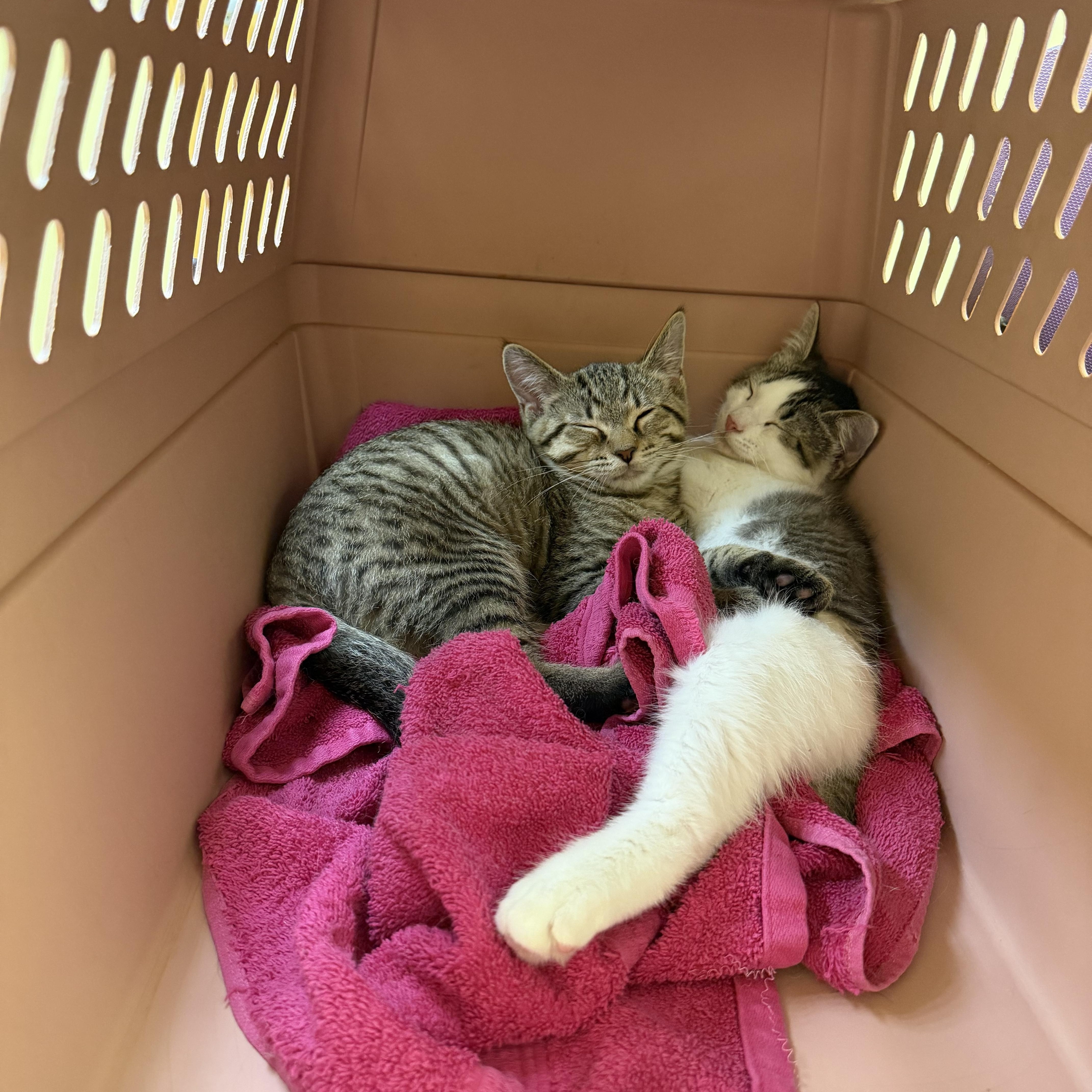 Bear & Sushi, a Adoptable Domestic Short Hair in Novi, MI image 2/5
