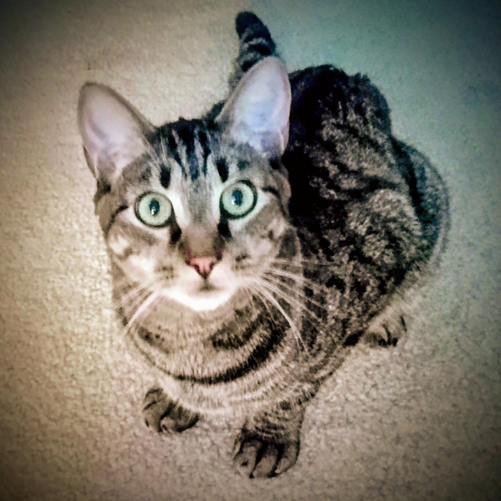 Enlarge Cello & Charango, a Adoptable Domestic Short Hair in New Port Richey, FL image 3/5