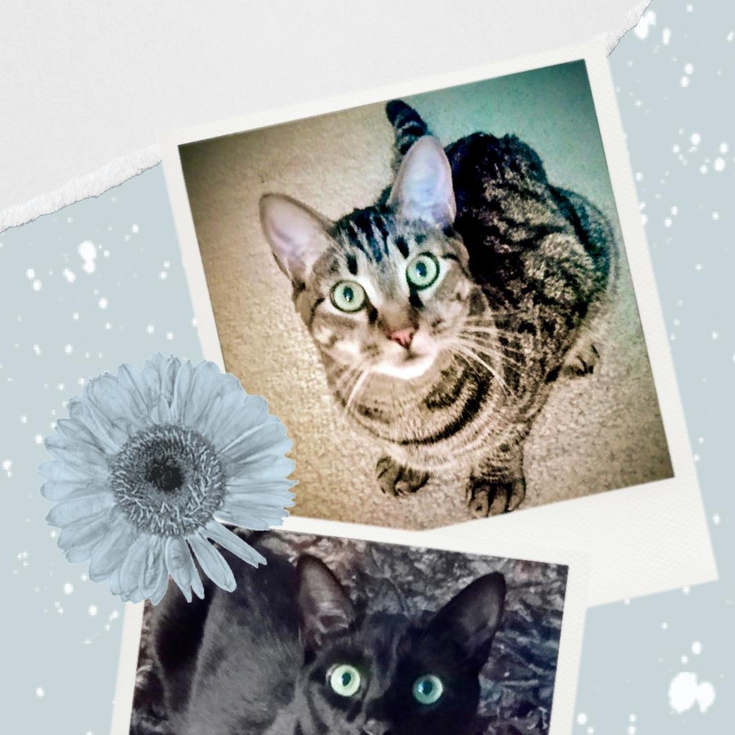 Cello & Charango, Adoptable, Young Male Domestic Short Hair.