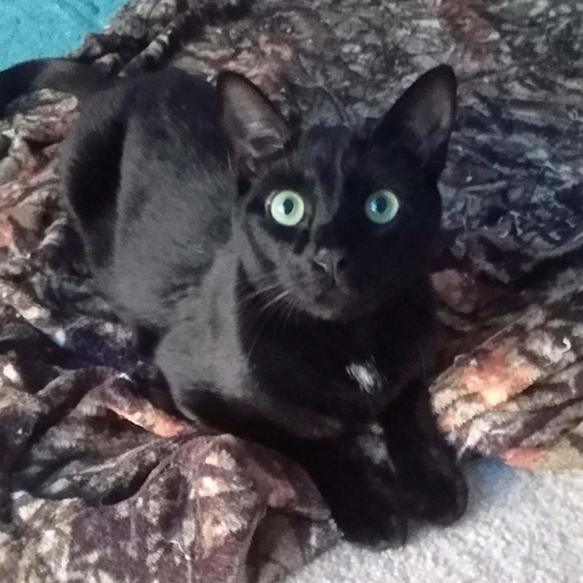 Enlarge Cello & Charango, a Adoptable Domestic Short Hair in New Port Richey, FL image 2/5