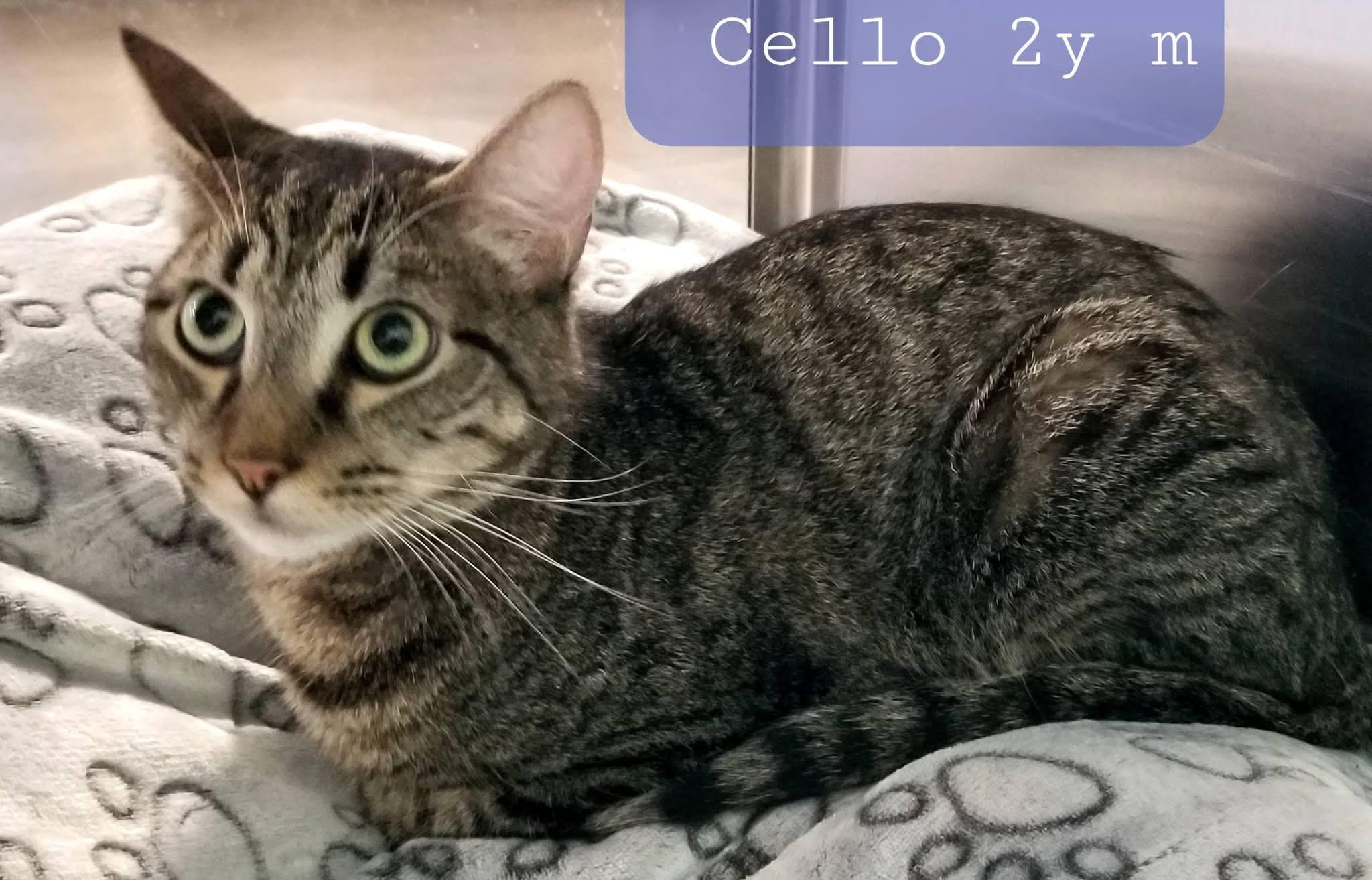 Enlarge Cello & Charango, a Adoptable Domestic Short Hair in New Port Richey, FL image 5/5