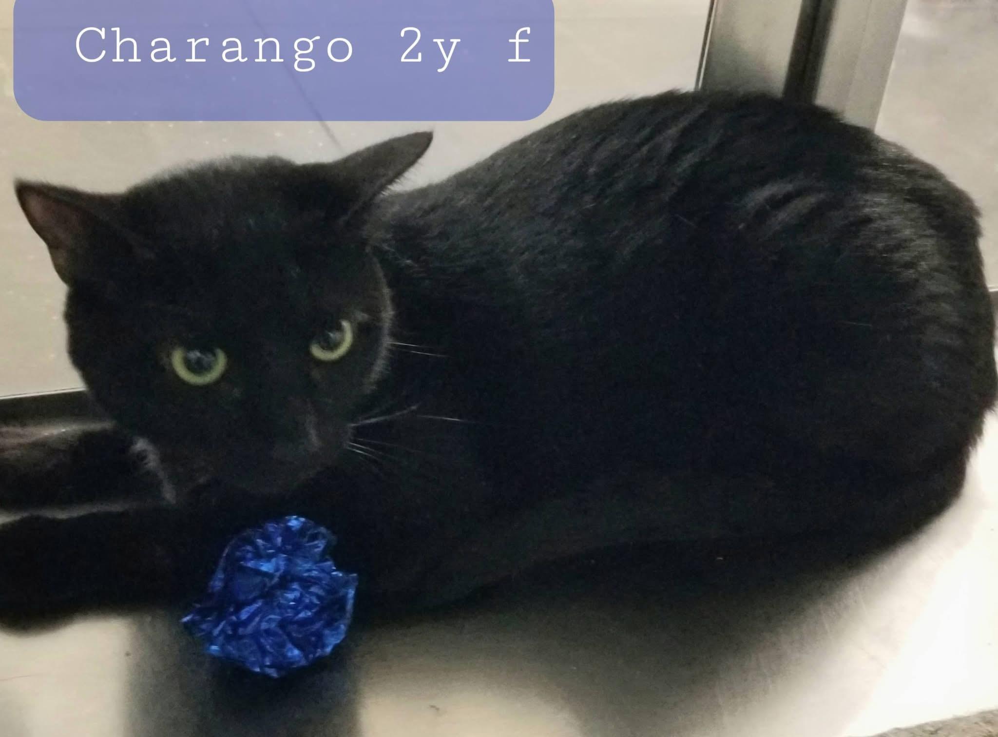 Enlarge Cello & Charango, a Adoptable Domestic Short Hair in New Port Richey, FL image 4/5