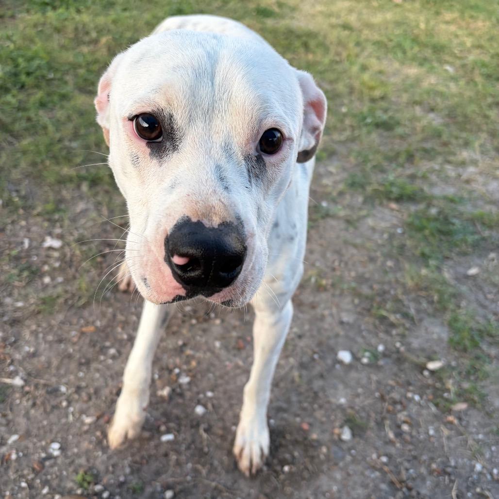 Toby, Adoptable, Adult Male Terrier & Mixed Breed.