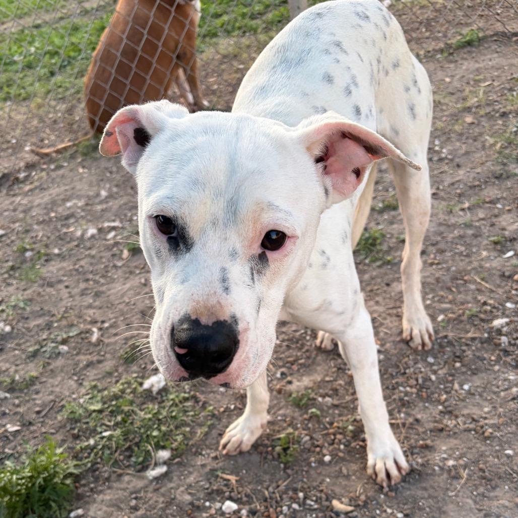 Enlarge Toby, a Adoptable mixed breed in Corpus Christi, TX image 2/6
