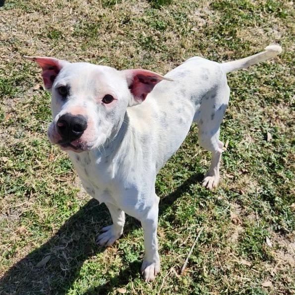 Enlarge Toby, a Adoptable mixed breed in Corpus Christi, TX image 3/6
