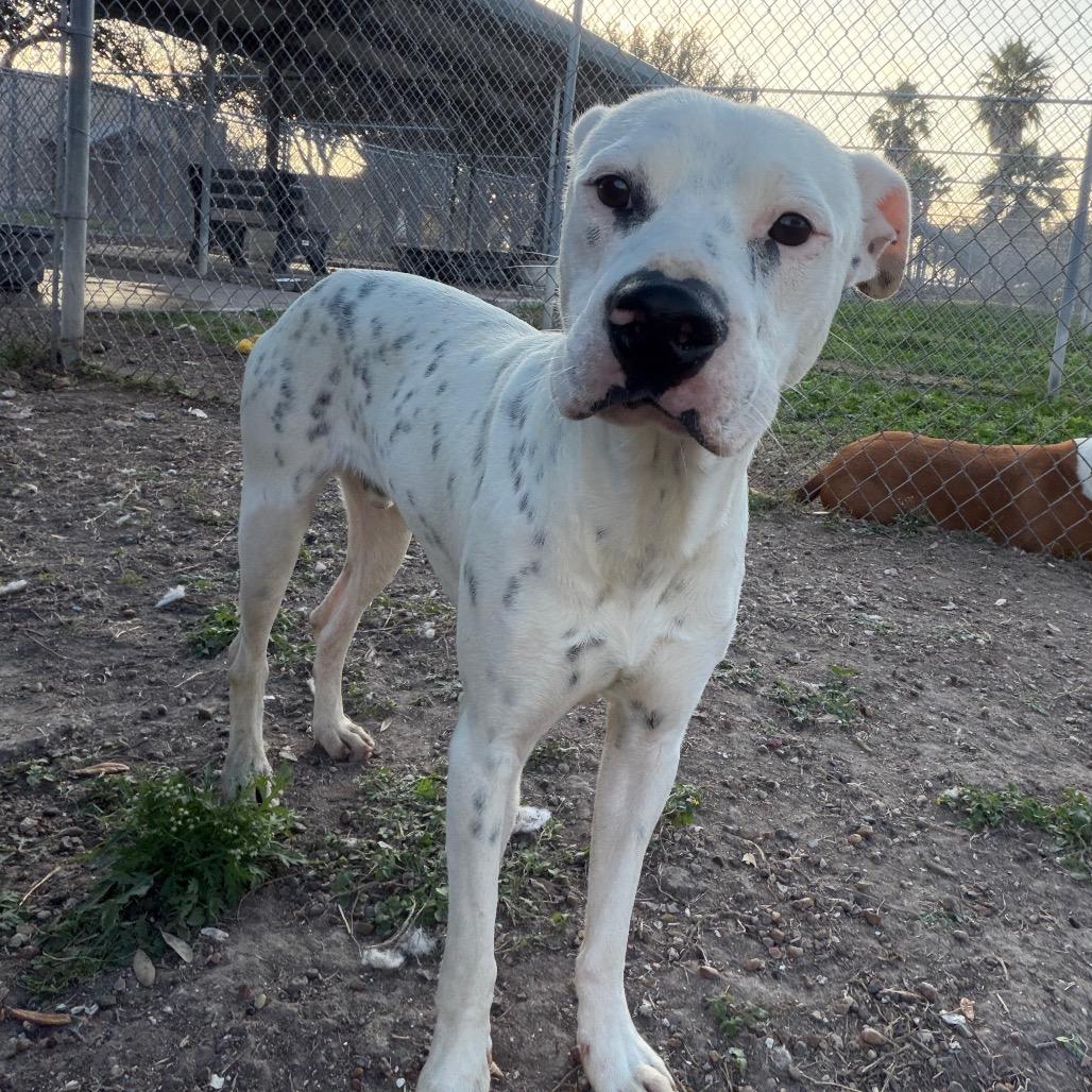 Enlarge Toby, a Adoptable mixed breed in Corpus Christi, TX image 4/6