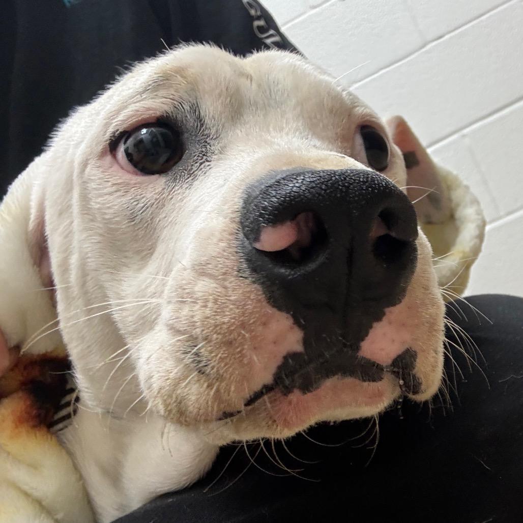 Enlarge Toby, a Adoptable mixed breed in Corpus Christi, TX image 5/6