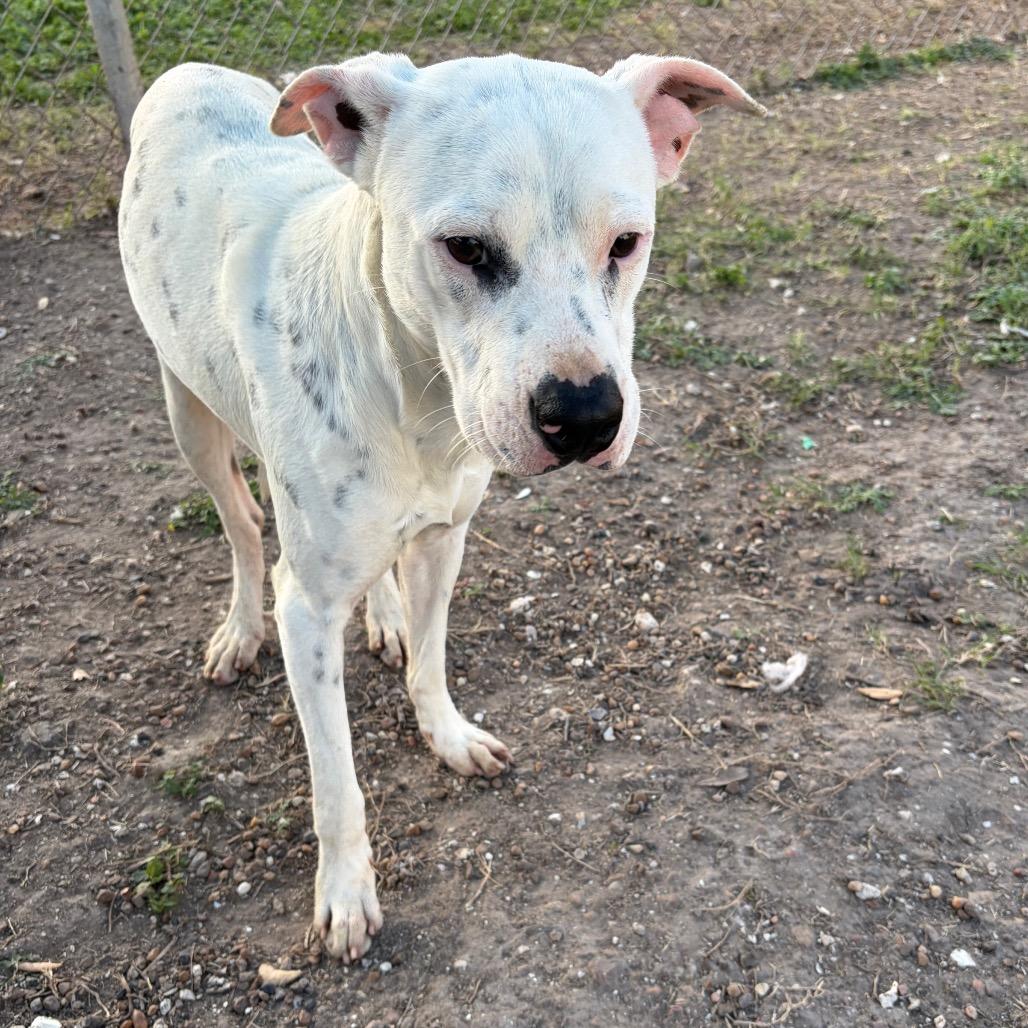 Enlarge Toby, a Adoptable mixed breed in Corpus Christi, TX image 6/6