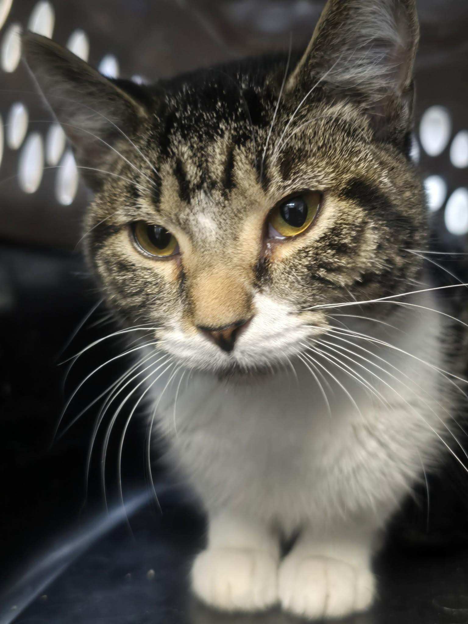 Enlarge Linguine, a ADOPTABLE Domestic Short Hair in Rock Falls, IL image 1/5