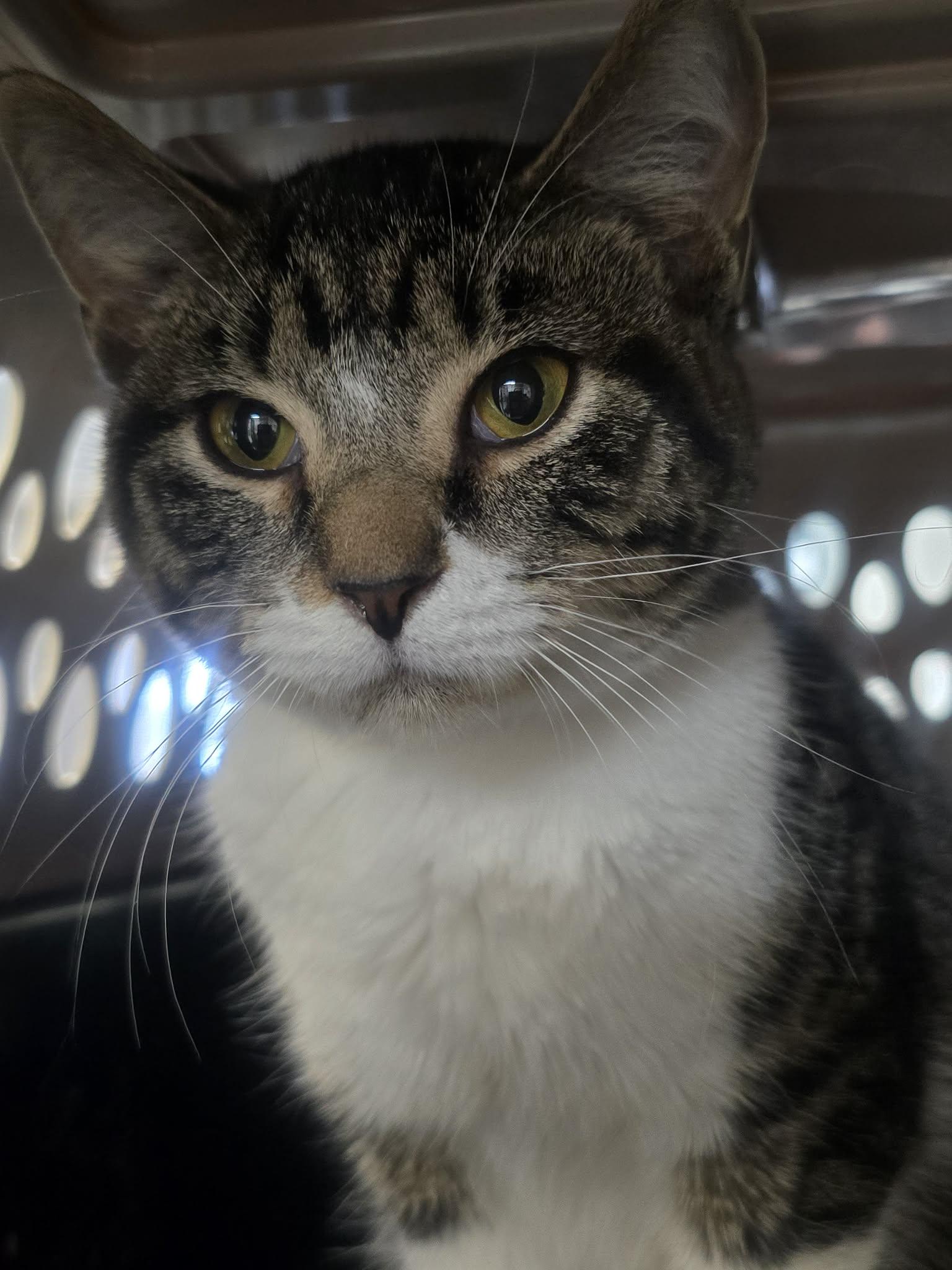 Enlarge Linguine, a ADOPTABLE Domestic Short Hair in Rock Falls, IL image 3/5