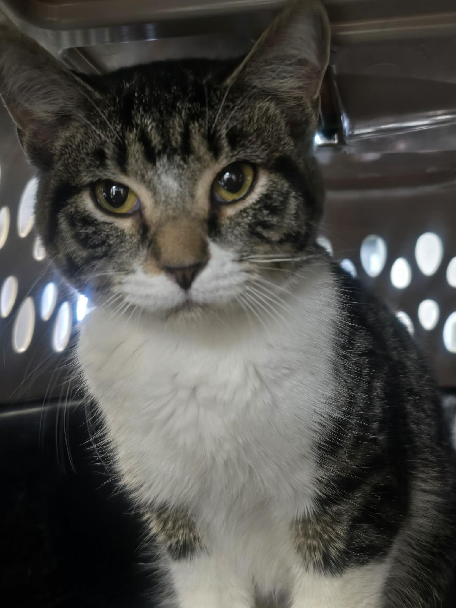 Enlarge Linguine, a ADOPTABLE Domestic Short Hair in Rock Falls, IL image 4/5