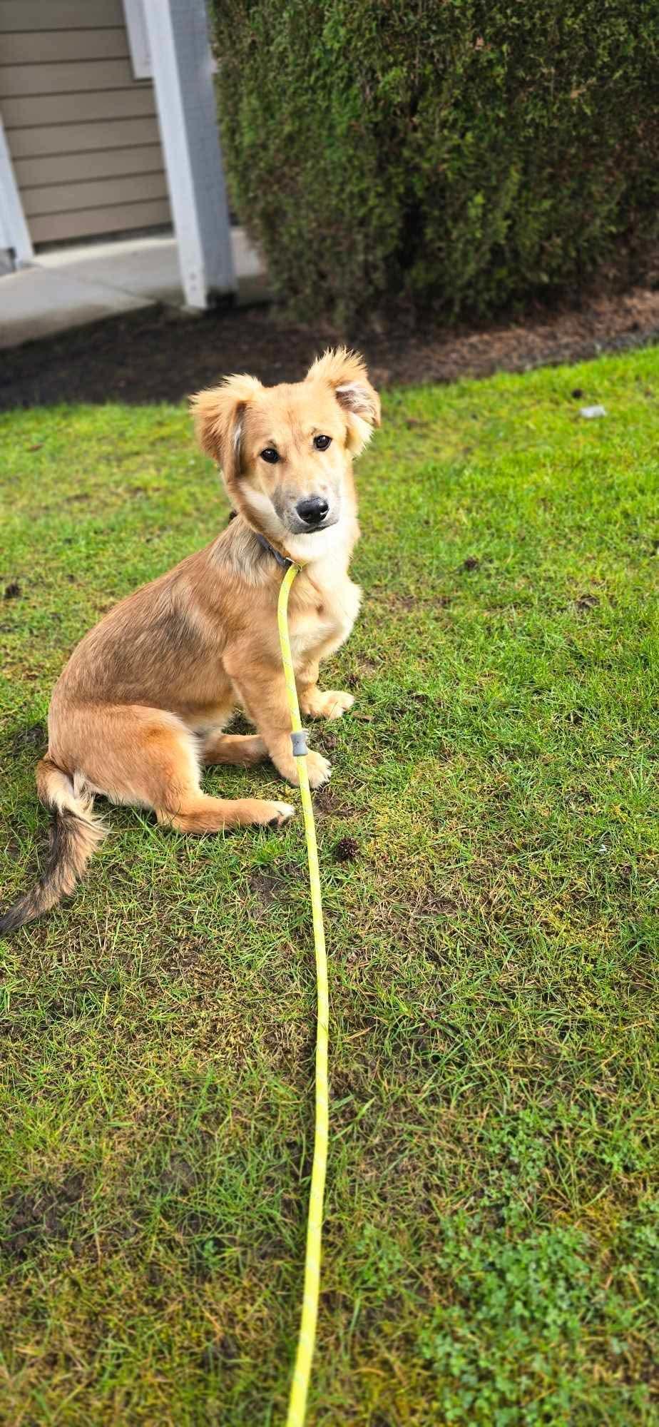 Enlarge Andy, a Adoptable mixed breed in Gig Harbor, WA image 4/6